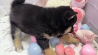 柴犬の動画01