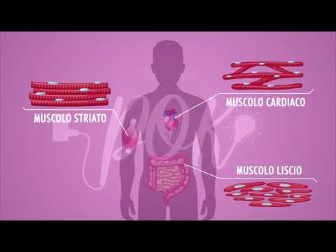 Biologia: Tessuto muscolare
