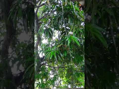 LLUVIA CARIBE #Lluvias #rain #lluviacaribe  #naturaleza  #caribecolombiano #soledadatlantico #avion