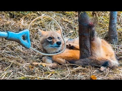 Rescued fox with leg injury