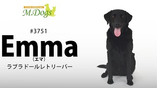 ペットモデル　Emma(エマ)