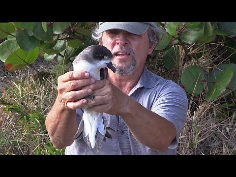 Bermuda Petrels, Nonsuch Island, Bermuda, November 2018