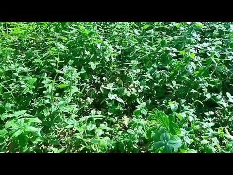 Vlog 2 | Beautiful View in my garden | Natural View