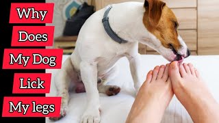 Why does my dog lick my legs?