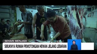 Download lagu Sehari Menjadi Petugas Rumah Potong Hewan mp3