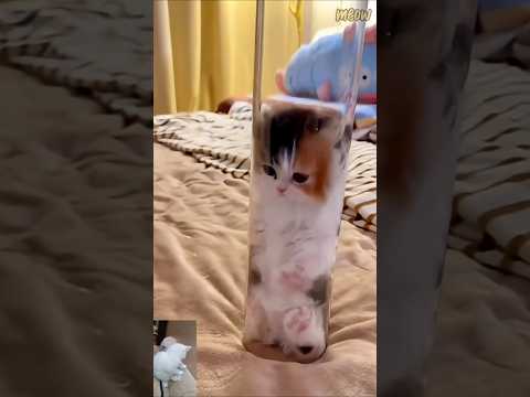 ♥️🥰 #cat #kitten #cute #funny #shortsvideo #shortvideo #shorts #short #subscribe #trending #song
