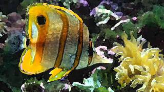 Earth Day Video of Nature!