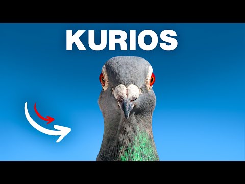 10 unglaubliche Fakten über Tauben