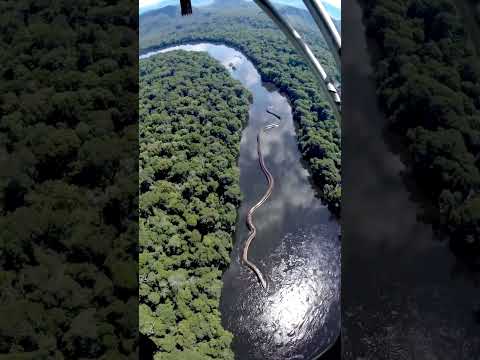 Unbelievable! A GIANT anaconda measuring nearly 100 meters has been spotted in the Amazon River.
