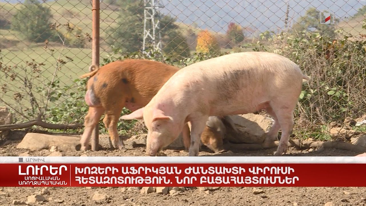 Խոզերի Աֆրիկյան ժանտախտի վիրուսի հետազոտություն. նոր բացահայտումներ