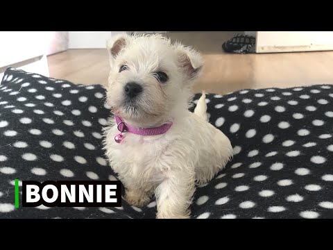 Introducing Bonnie: The Newest Addition to Our Family