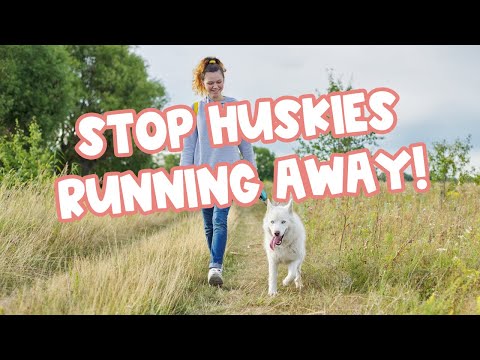 How to Train a Husky to NOT Run Away (9 Dog Trainer Tips)