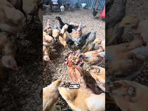 📍Alimento para Pollos 🐥  #reelsviral #Pollo  #chicken #Campo #Loja #Catamayo #alimentos #frizzle