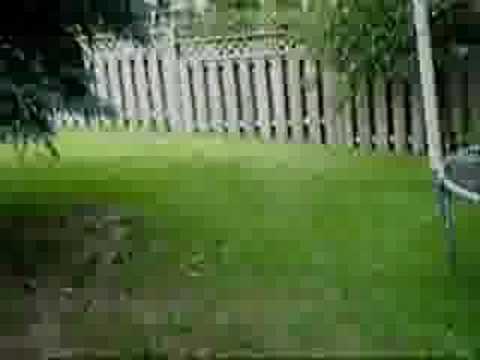 Scout Fetches a Ball