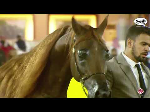 N 221 FAKHR AL KHALEDIAH   PSAIAHF 2023   Stallions 10+ Years Old Class 12
