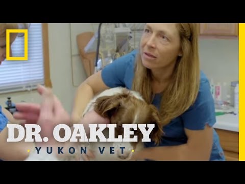 Damn You Jack (Deleted Scene) | Dr. Oakley, Yukon Vet