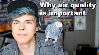 How the Air in Your Home Could be Killing Your Pet Birds! *What to do* by Tyler Rugge