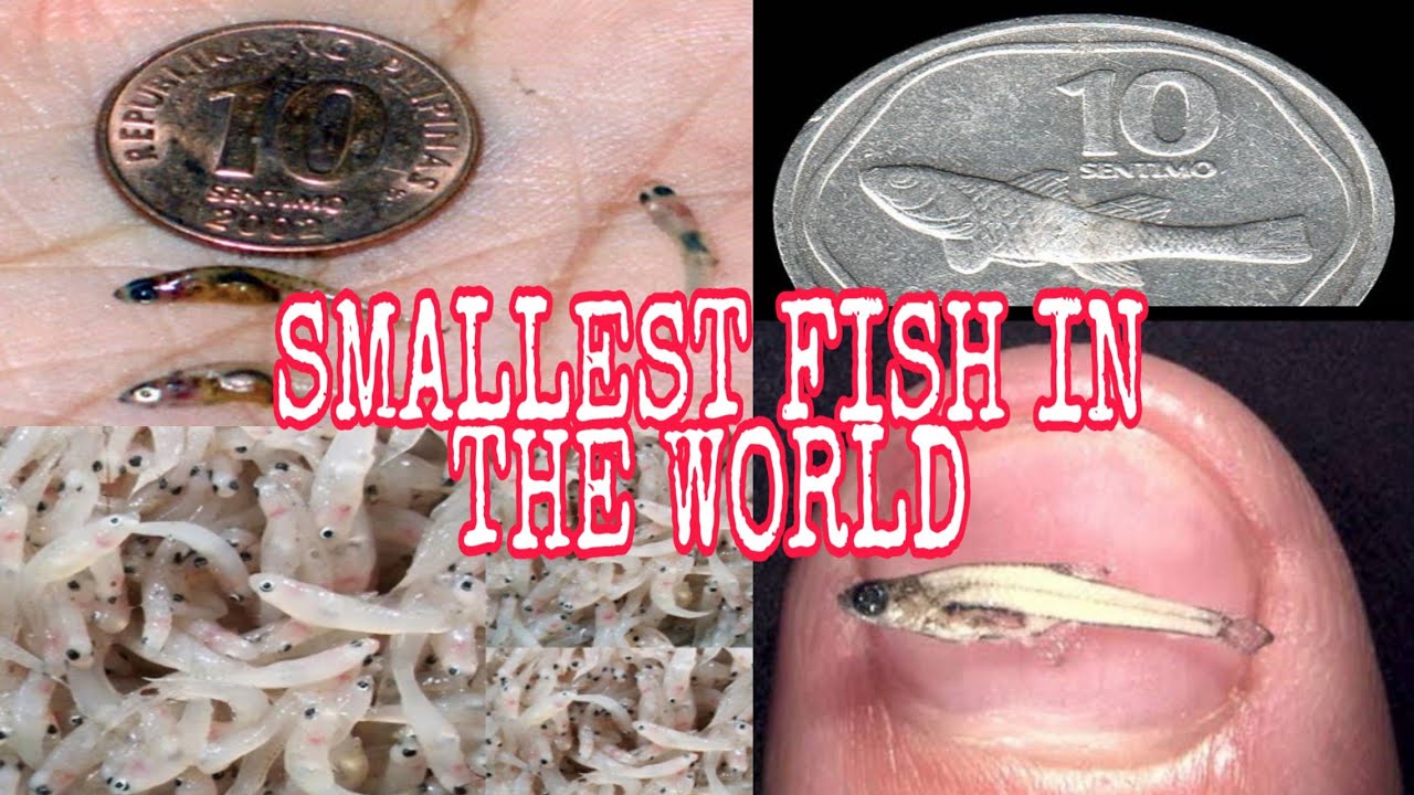 Pinakamaliit na isda sa buong mundo natagpuan