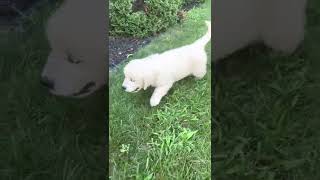 Golden Retriever Puppies Videos