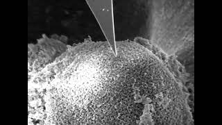 LiteScope AFM-in-SEM scanning pharma particle