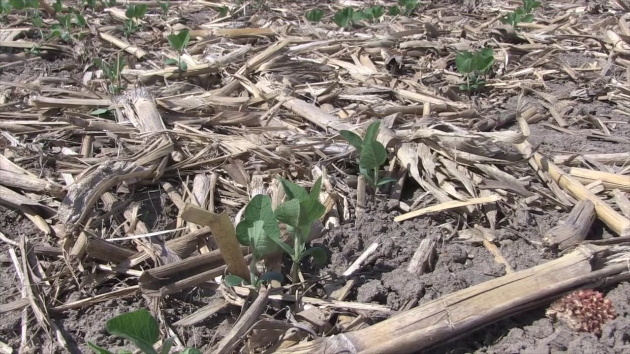 Soybean School: Scouting