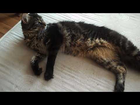 My mainecoons cats - Mí maiňáci , mainské mývalí kočky domácí