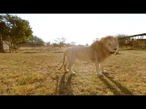 Surrounded by White Lions - 4K 360° VR