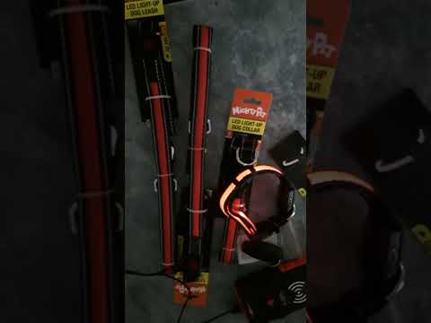 (##3) What the Hell is this? #shorts #petsshop #LEDdogsgear #novelty