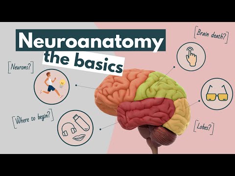 Brain anatomy and function, an overview | Neuroscience basics