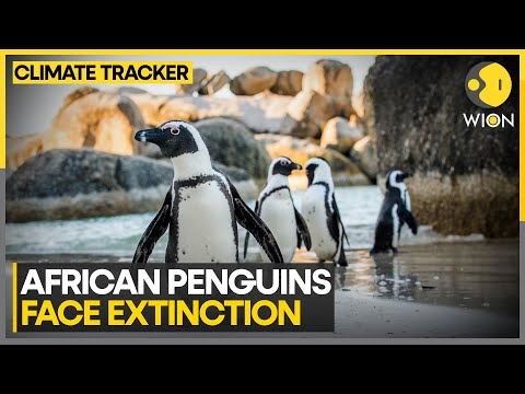 South Africa: Alarming Decline Of Penguins, Species Now Facing Extinction | WION Climate Tracker