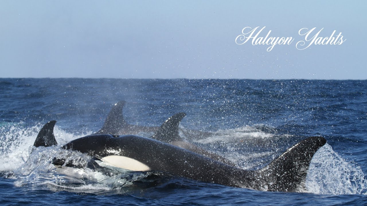 The Orca Run - How to Avoid a Killer Whale Attack