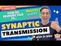 Synaptic Transmission | How Neurons Communicate