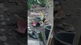 Download lagu Persilangan Ayam X Kucing mp3