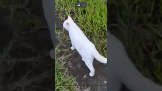 #ライブ#柴犬#縄文柴犬#犬のいる暮らし#癒し＃猫のいる暮らし