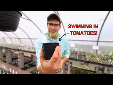 Top 5 Most PRODUCTIVE Tomato Varieties To Add To Your Garden