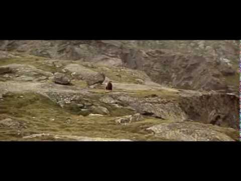 Un motín, un agente cae en una emboscada y un perro salva el día | Episodio Completo | Body Cam