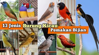 Download lagu Grain-Eating Songbirds, 13 Types and Their Prices! mp3 Download lagu Grain-Eating Songbirds, 13 Types and Their Prices! mp3