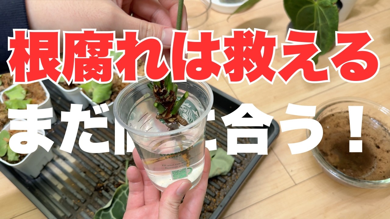 【観葉植物 根腐れ】もう捨てないで！植物を復活させる対処法