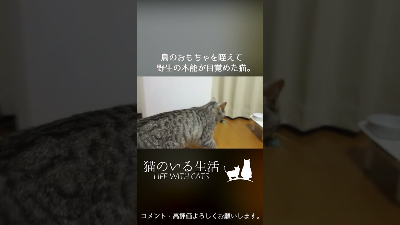 鳥のおもちゃを咥えて野生の本能が目覚めた猫。 #Shorts