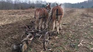 Draft mule team. Watch them work off voice commands plowing. MUST SEE THIS !!!!!!!!