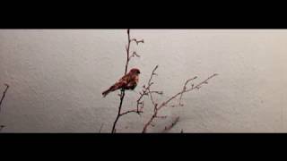 Carolina Durante - El Perro De Tu Señorío