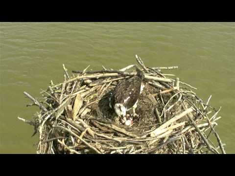 A Manton Bay hat trick