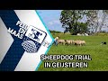 Sheepdog Trial in Geijsteren - 4 juli 2022 - Peel en Maas TV Venray