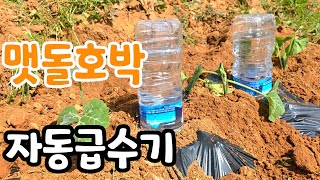 호박 밑거름 이것 주면 주렁주렁! 맷돌호박 재배
