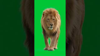 Download lagu Lion walking Green Screen mp3 Download lagu Lion walking Green Screen mp3