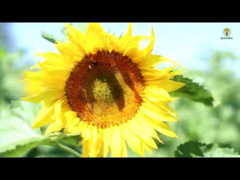 ФГБНУ ФНЦ ВНИИМК