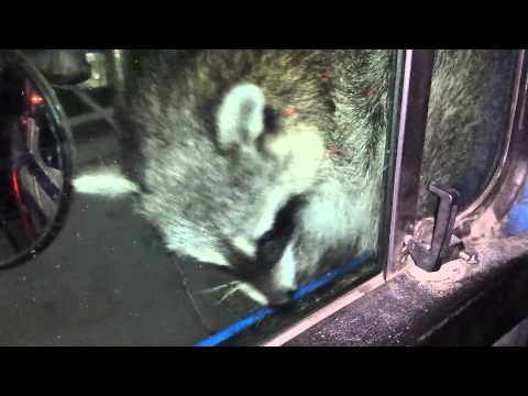 Raccoon vs Trashman