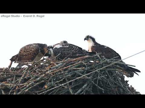 osprey chicks feeding with female adult