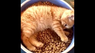 trying to nap and eat at the same time