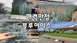 편백나무의 20배 피톤치드(블루아이스)